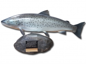 Taimenpooli rahaston symbolina toimii Kestävän Kalastuksen ja Kalavedenhoidon -kiertopalkinto, joka on viimeksi annettu Käylän laitokselle.
